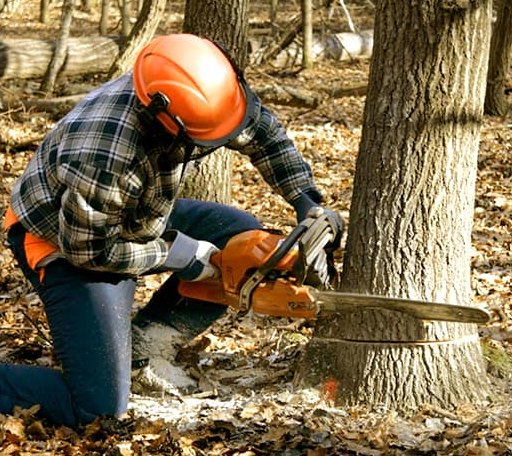 Tree Removal in Revelo, KY